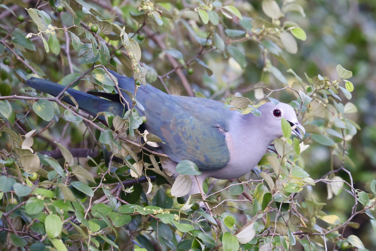 Green Imperial-Pigeon - ML647502696