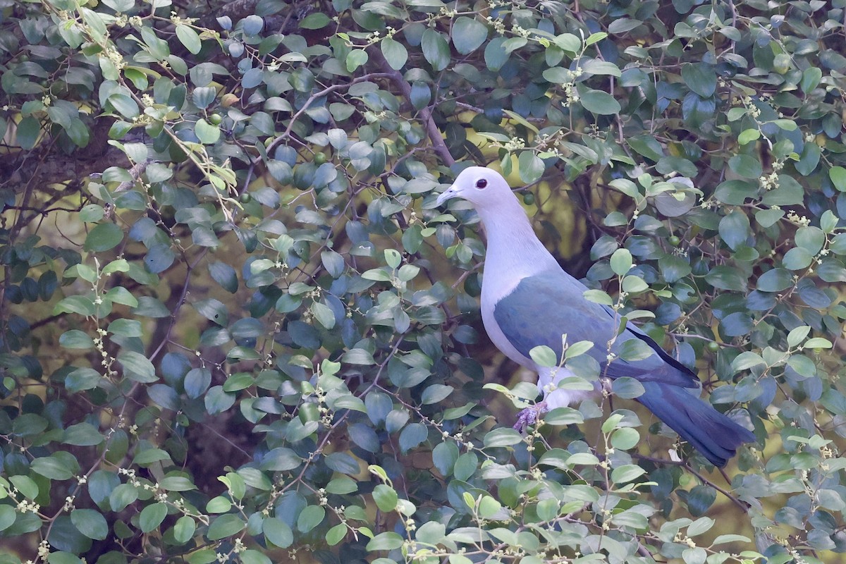 Green Imperial-Pigeon - ML647502711