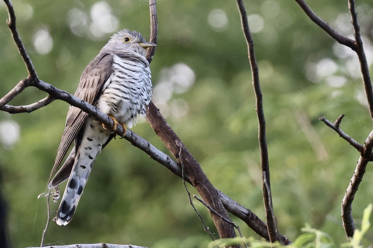 Kurzflügelkuckuck - ML647502716