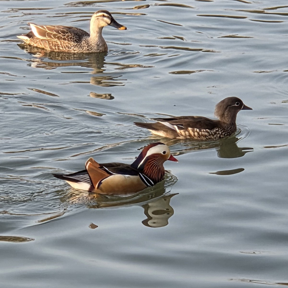 kachnička mandarínská - ML647502717