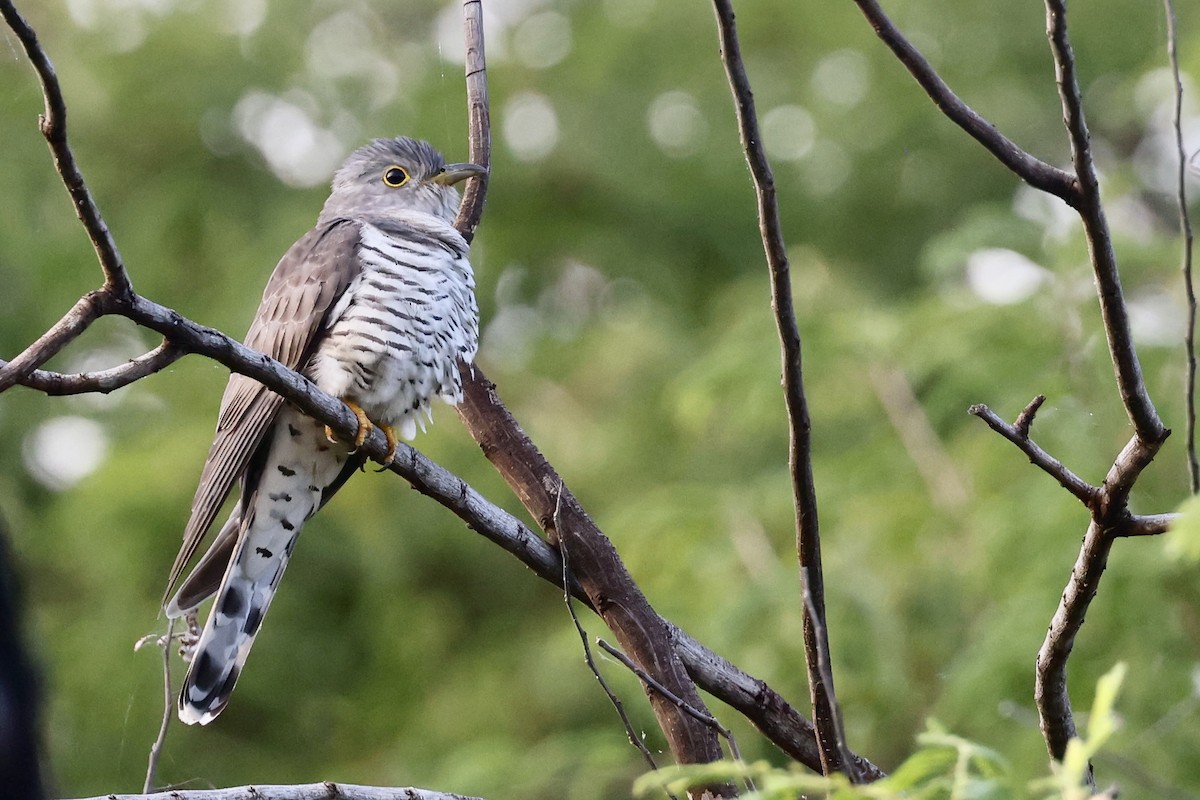 Kurzflügelkuckuck - ML647502722