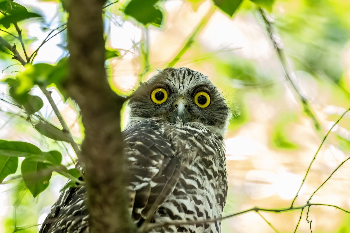 Powerful Owl - ML647502736