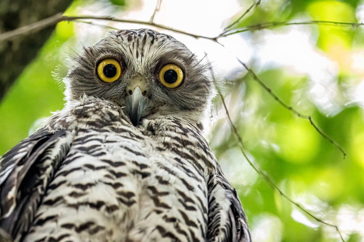 Powerful Owl - ML647502737