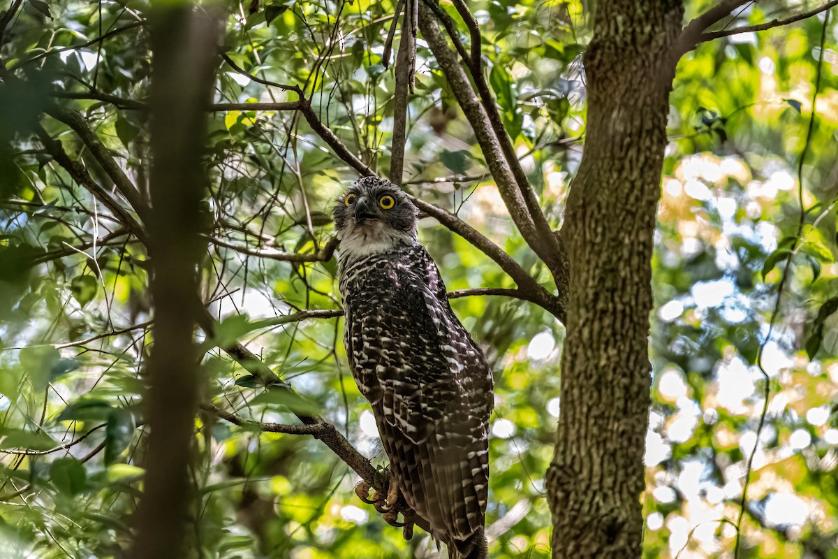 Powerful Owl - ML647502738