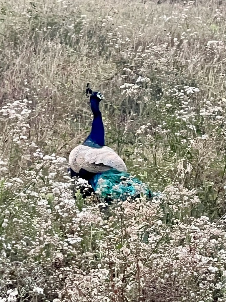 Pavo Real Común - ML647502745