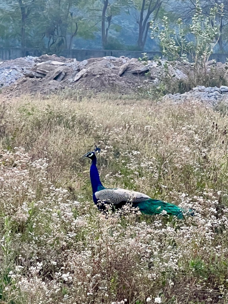 Pavo Real Común - ML647502746