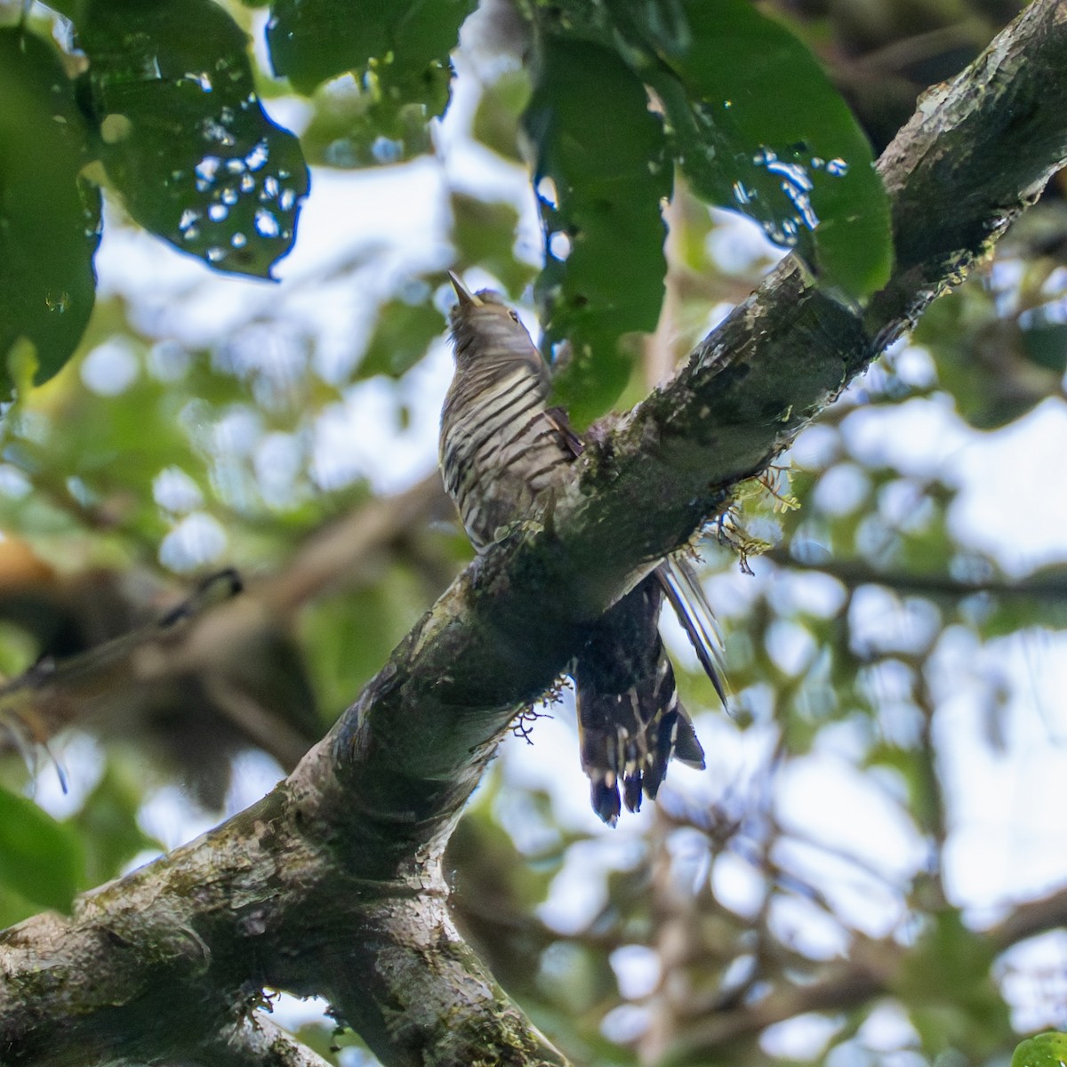 Cuco Alicorto - ML647502747