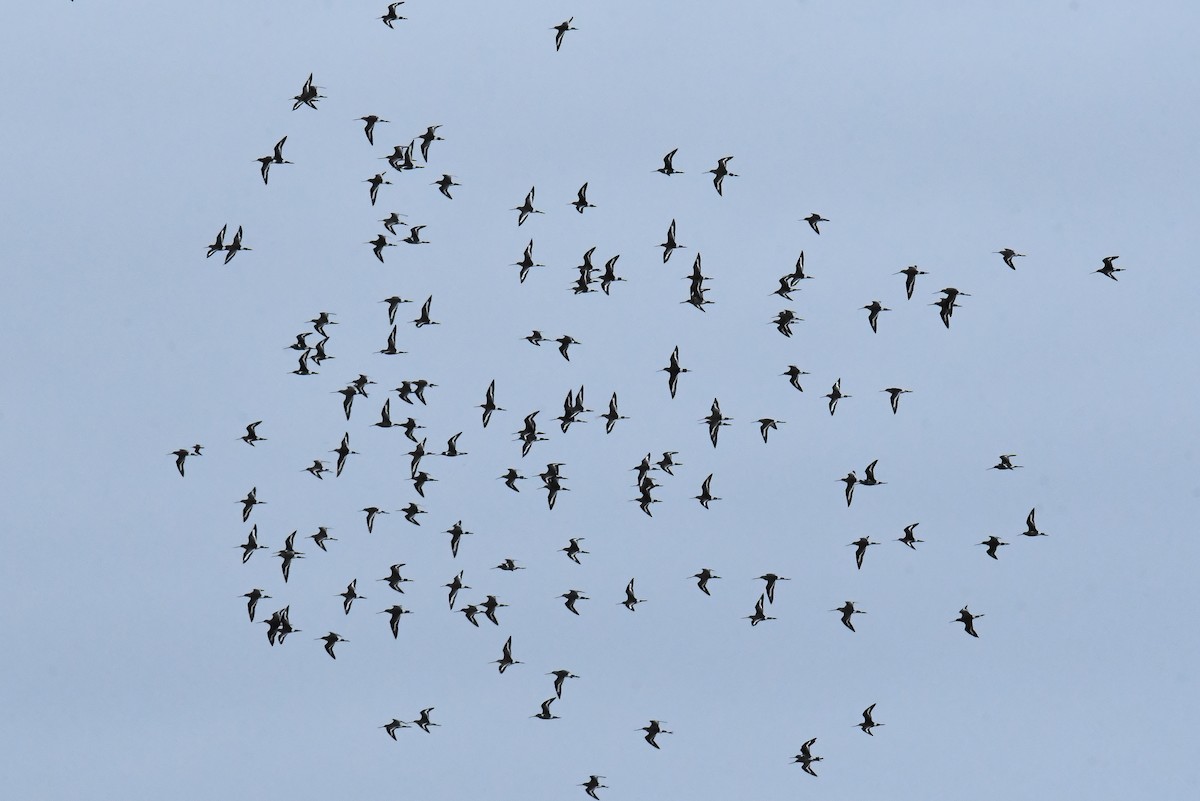 Aguja Colinegra - ML647502748