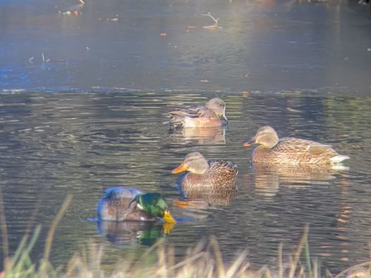 Silbón Americano - ML647502749