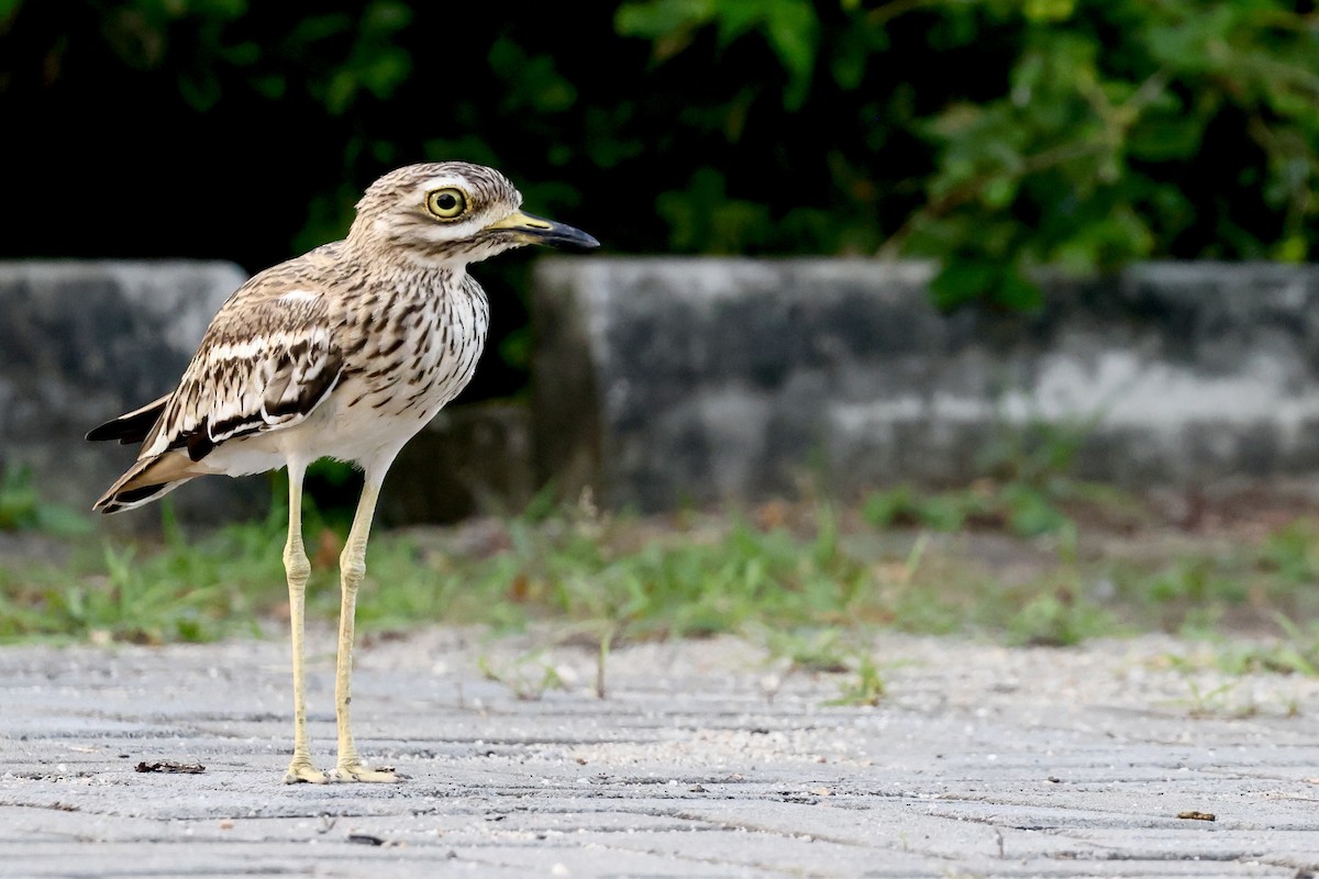Alcaraván Indio - ML647502751