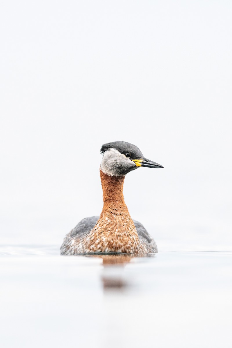 Somormujo Cuellirrojo - ML647502752