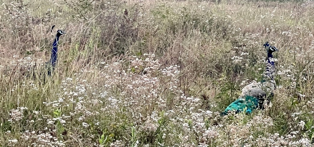 Pavo Real Común - ML647502757