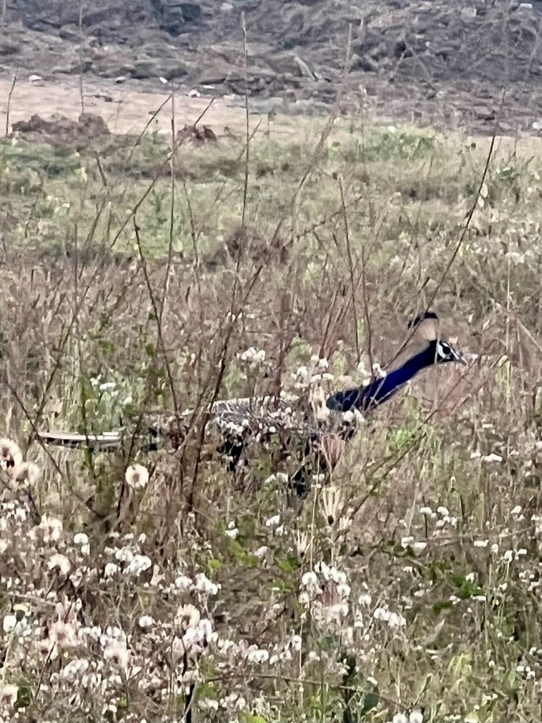 Pavo Real Común - ML647502758