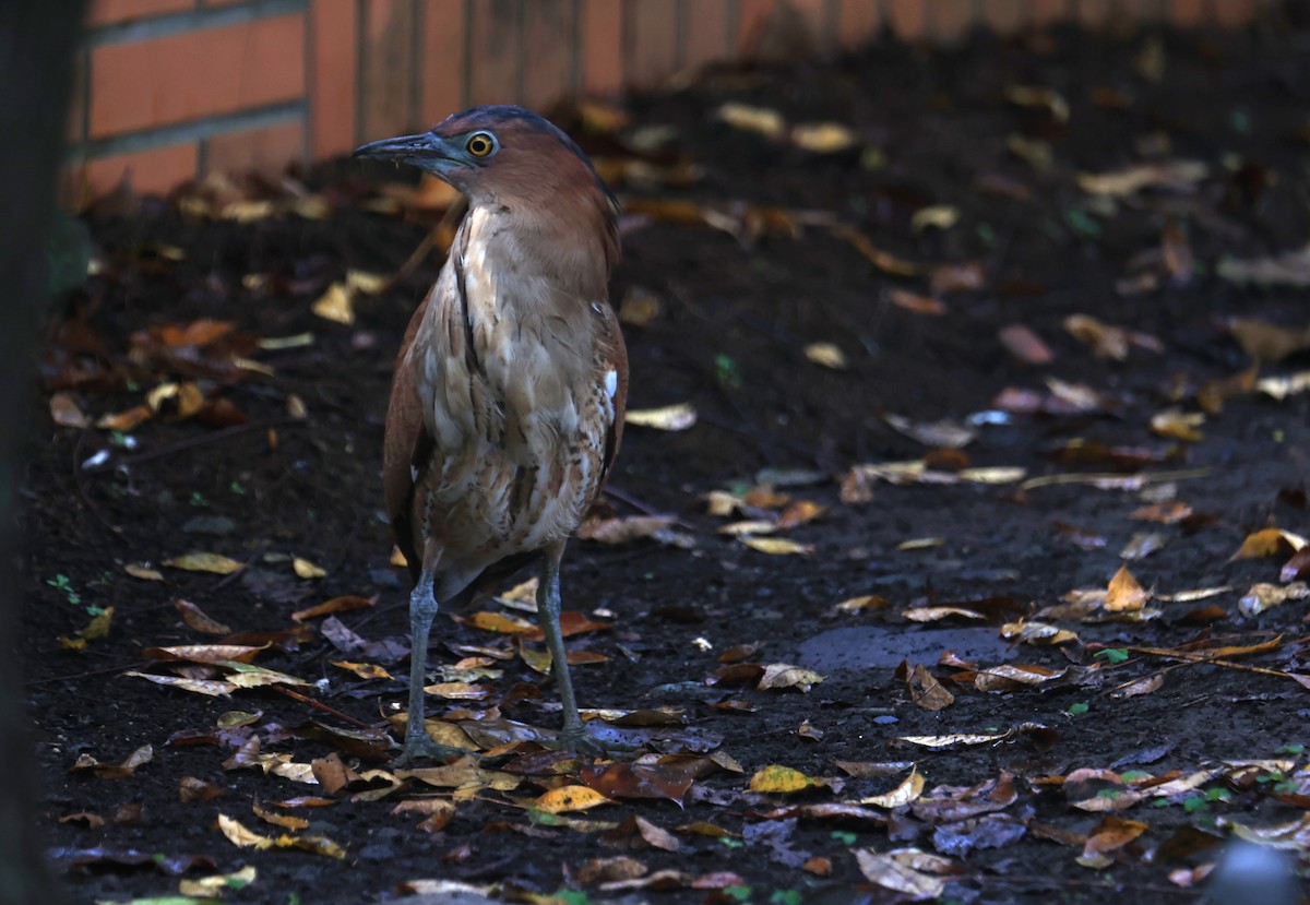 Martinete Malayo - ML647502760