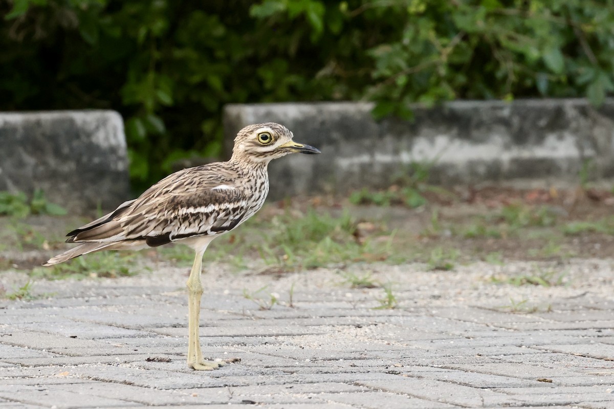 Alcaraván Indio - ML647502762