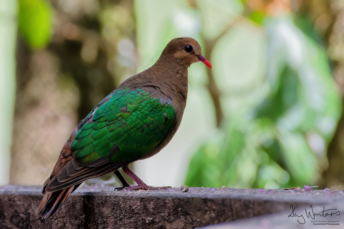 Palomita Esmeralda Cabeciparda - ML647502763