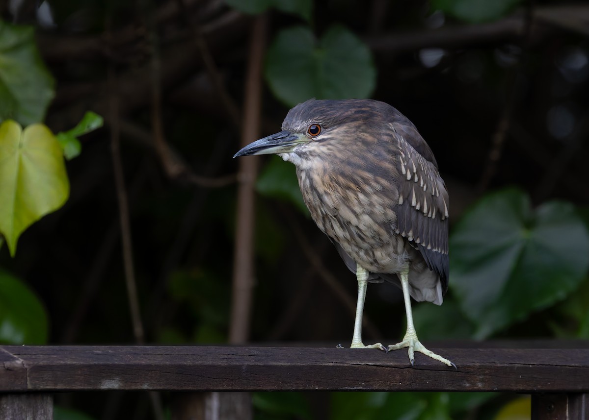 Martinete Común (euroasiático) - ML647502764