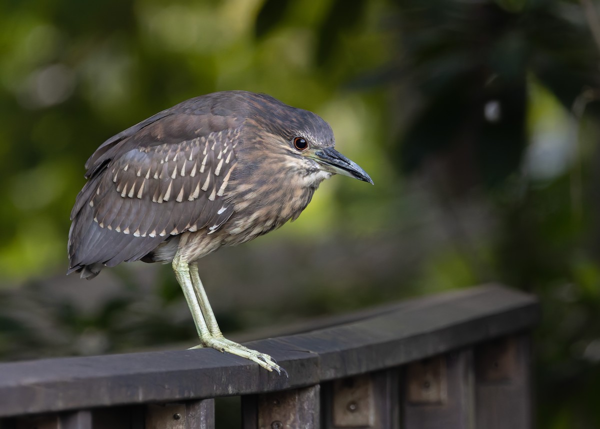 Martinete Común (euroasiático) - ML647502765