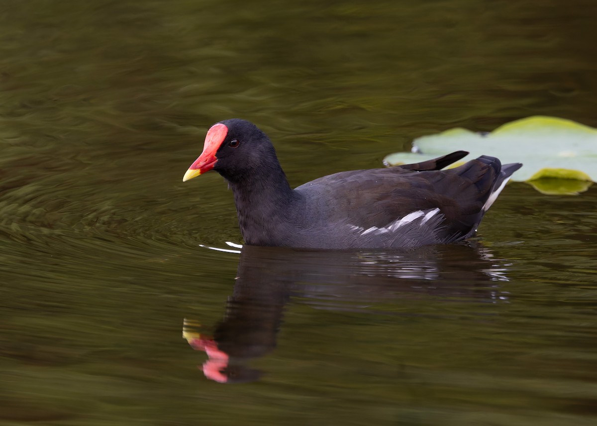 Gallineta Común - ML647502767