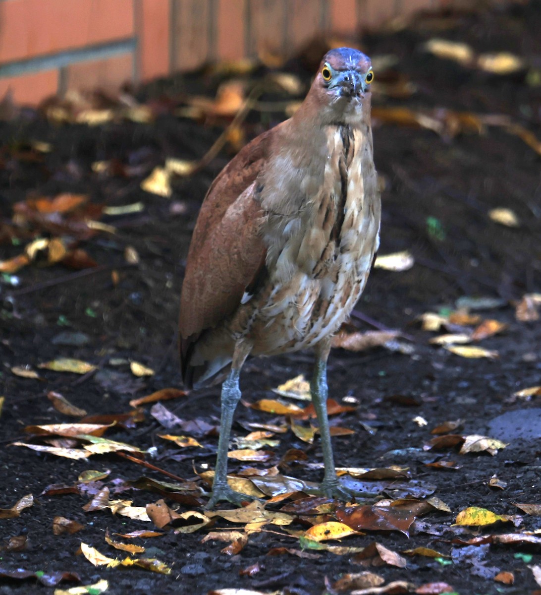 Martinete Malayo - ML647502768