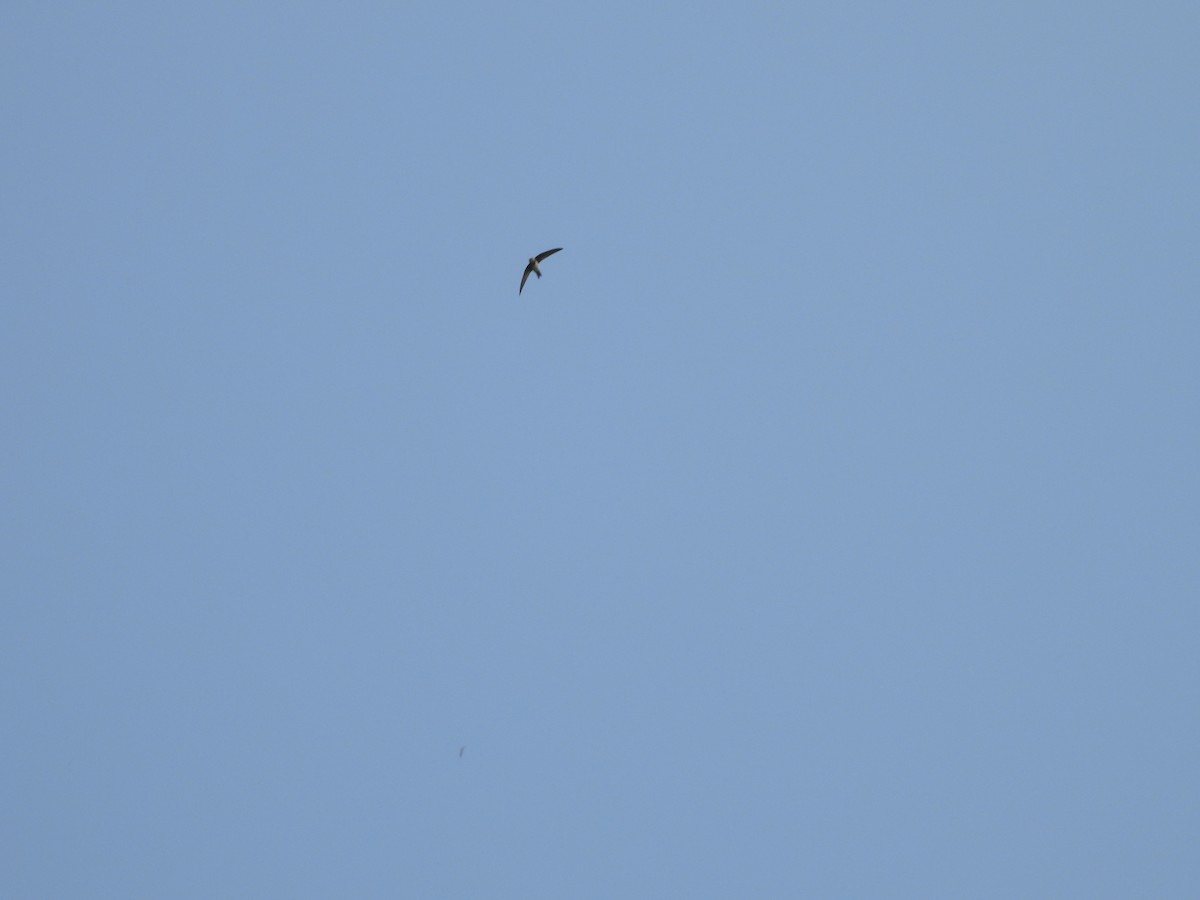 Malkar-sorbeltza - ML647502769