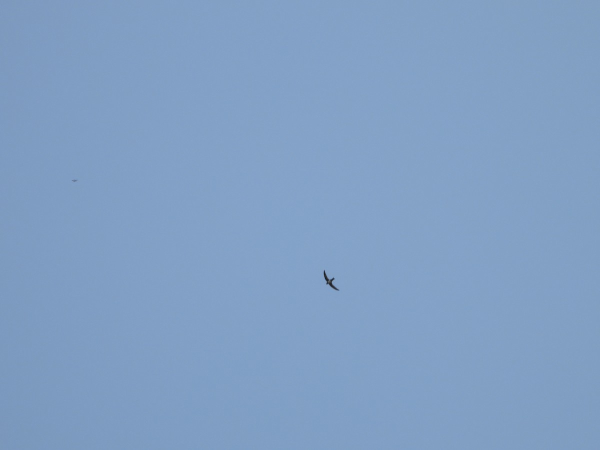 Malkar-sorbeltza - ML647502770