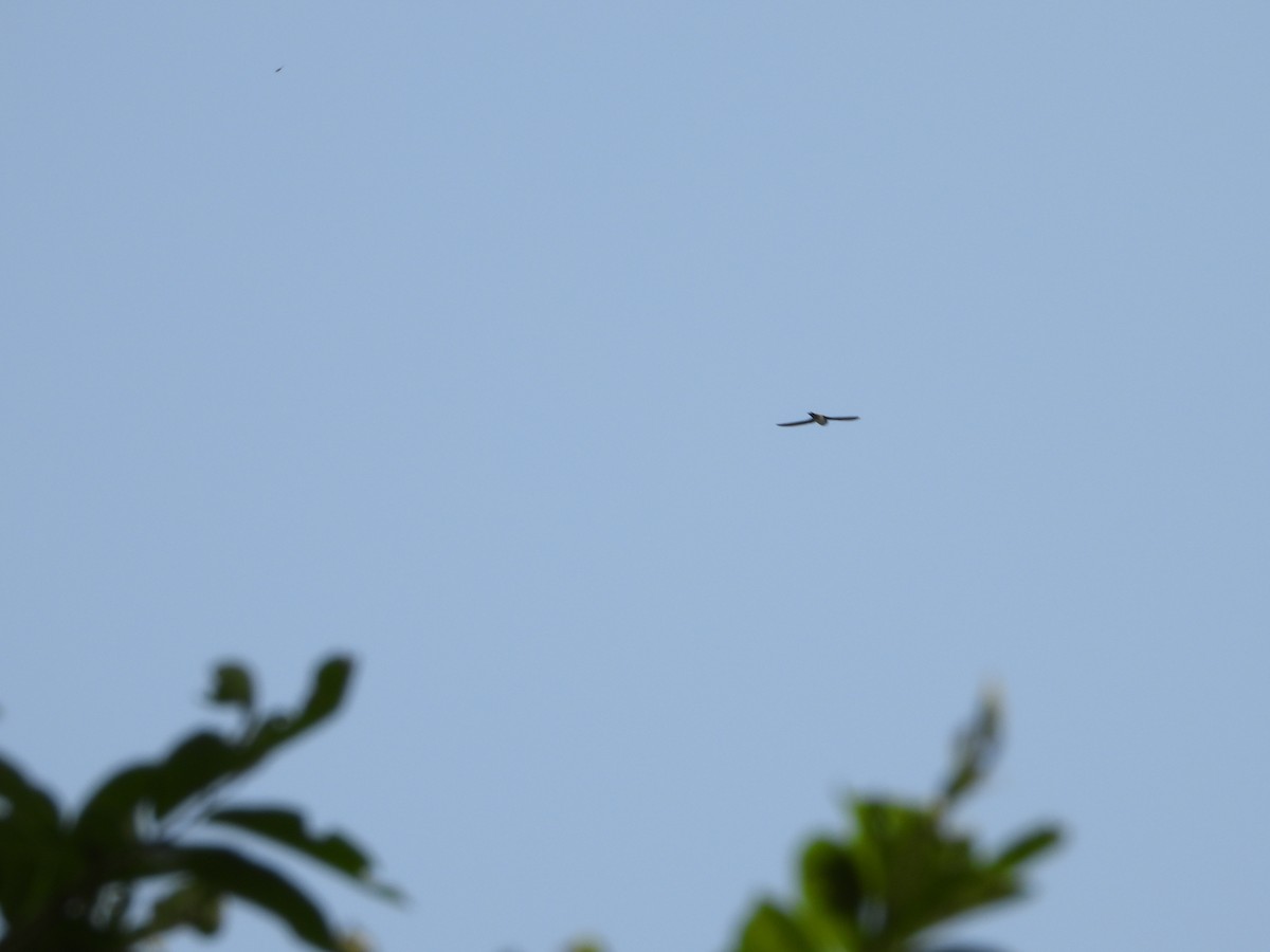 Malkar-sorbeltza - ML647502771