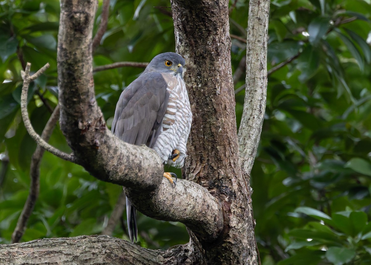 Azor Moñudo - ML647502772