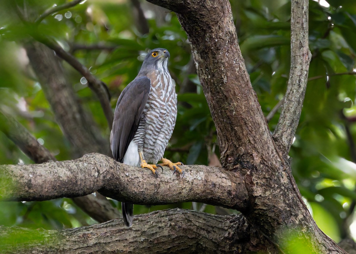 Azor Moñudo - ML647502773