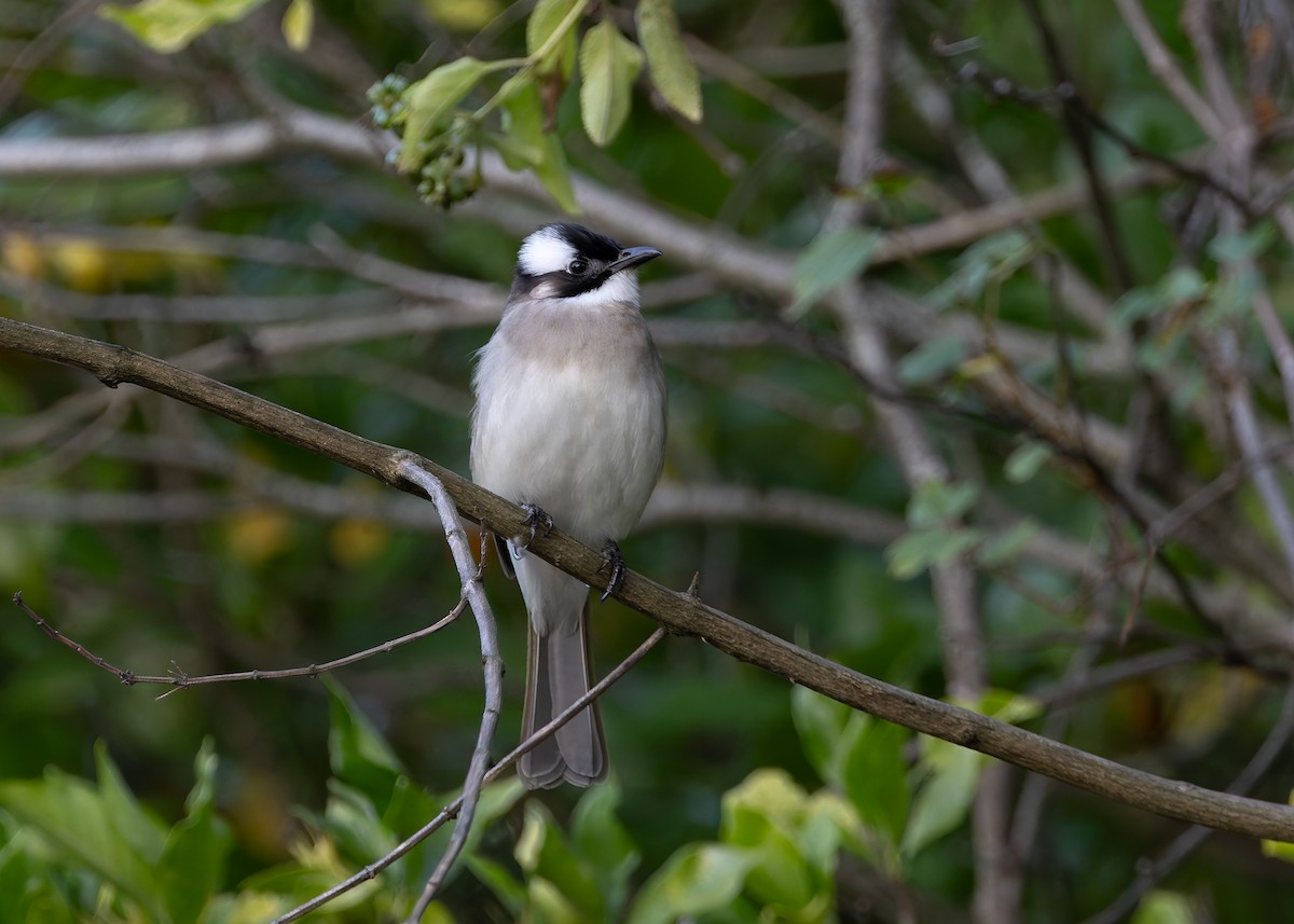 Light-vented Bulbul - ML647502776