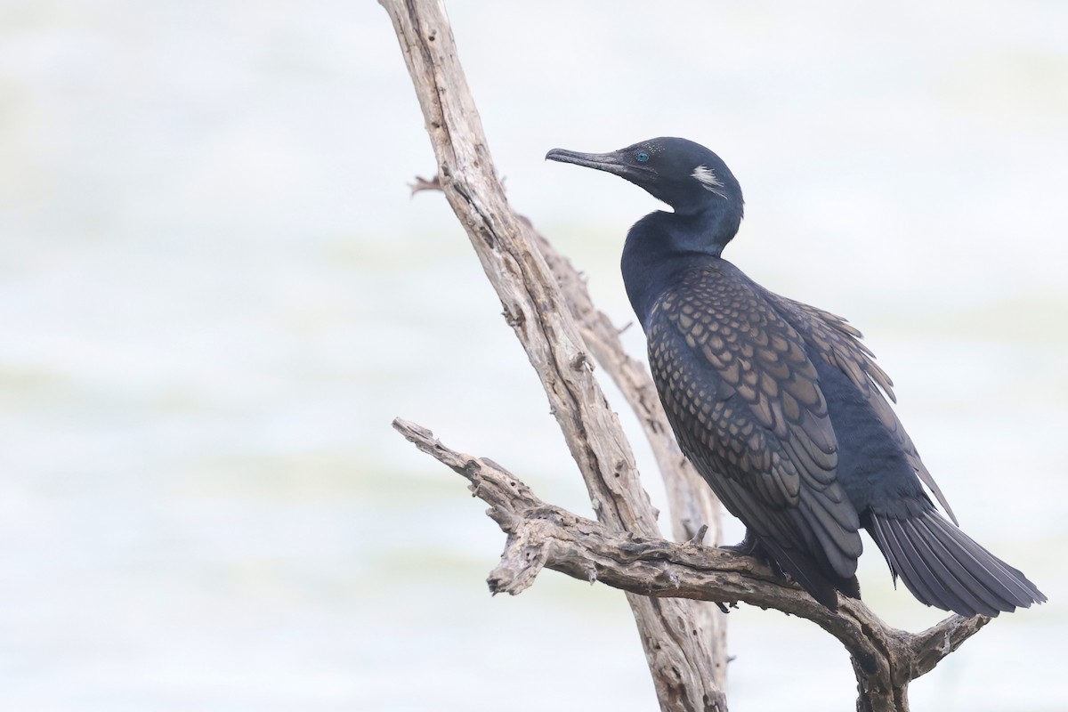 Indian Cormorant - ML647502777