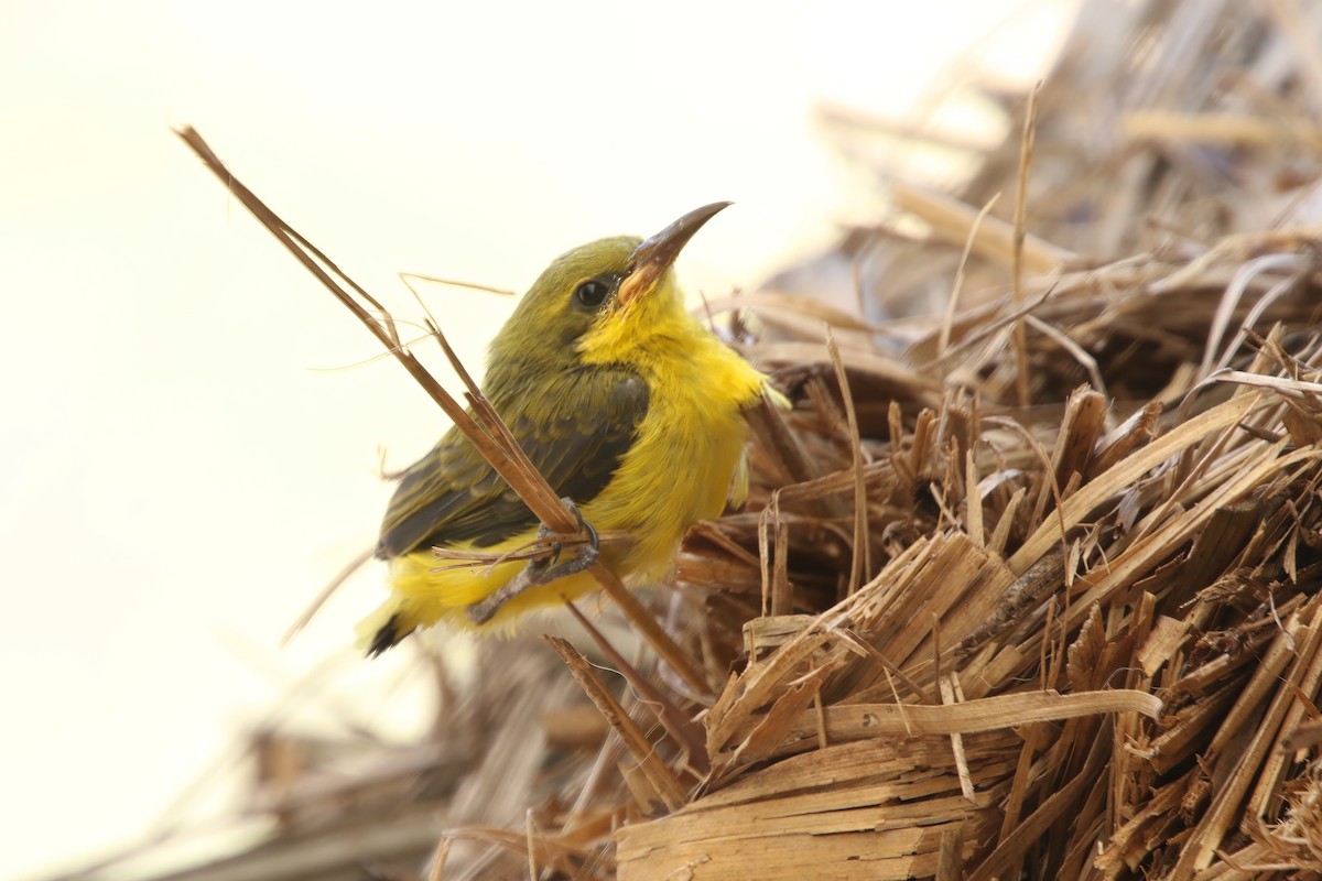 Sahul Sunbird - ML647502778