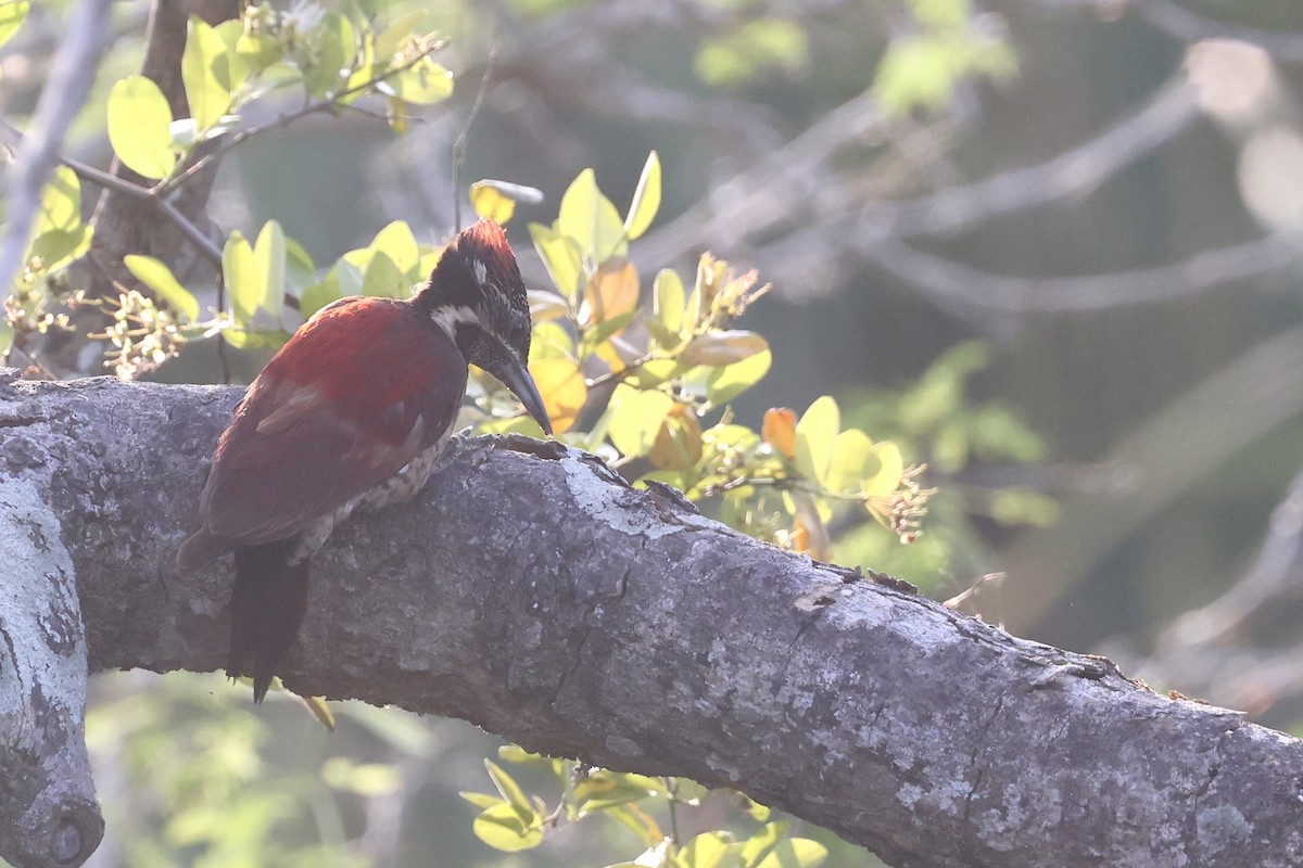 Red-backed Flameback - ML647502779