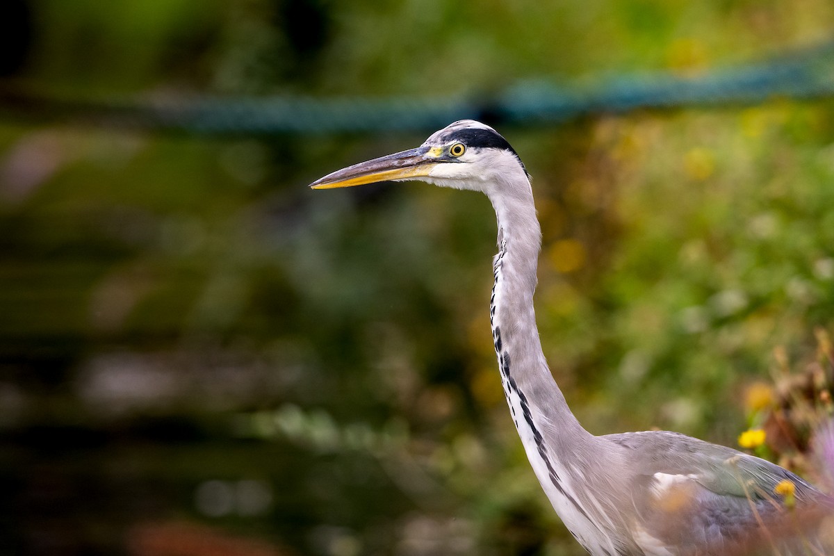 Gray Heron - ML647502780