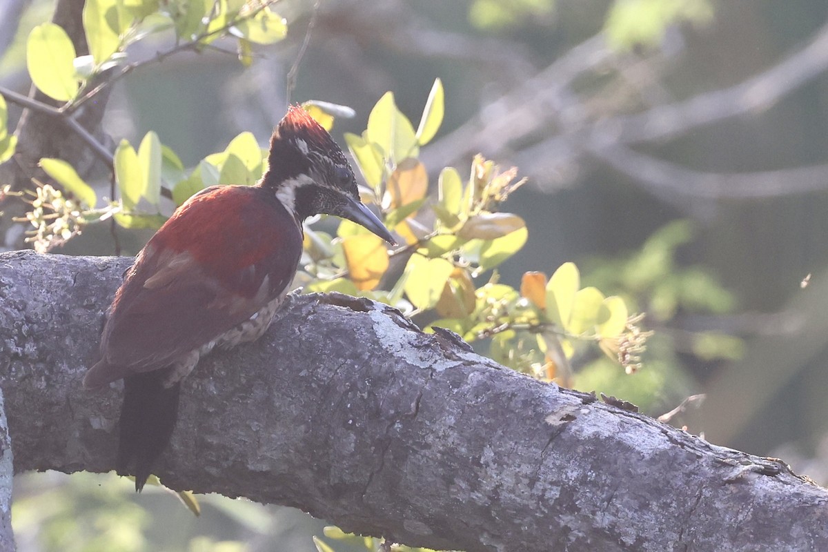 Red-backed Flameback - ML647502782