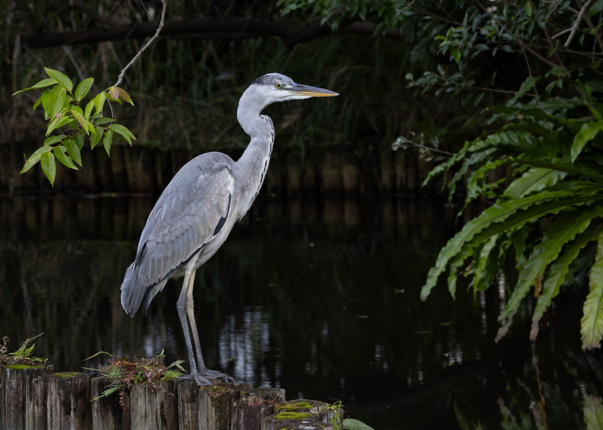 Gray Heron (Gray) - ML647502783