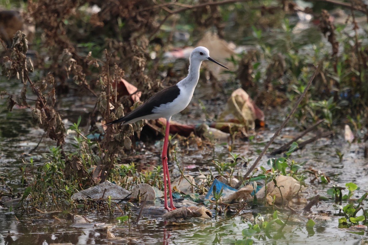 Black-winged Stilt - ML647502787