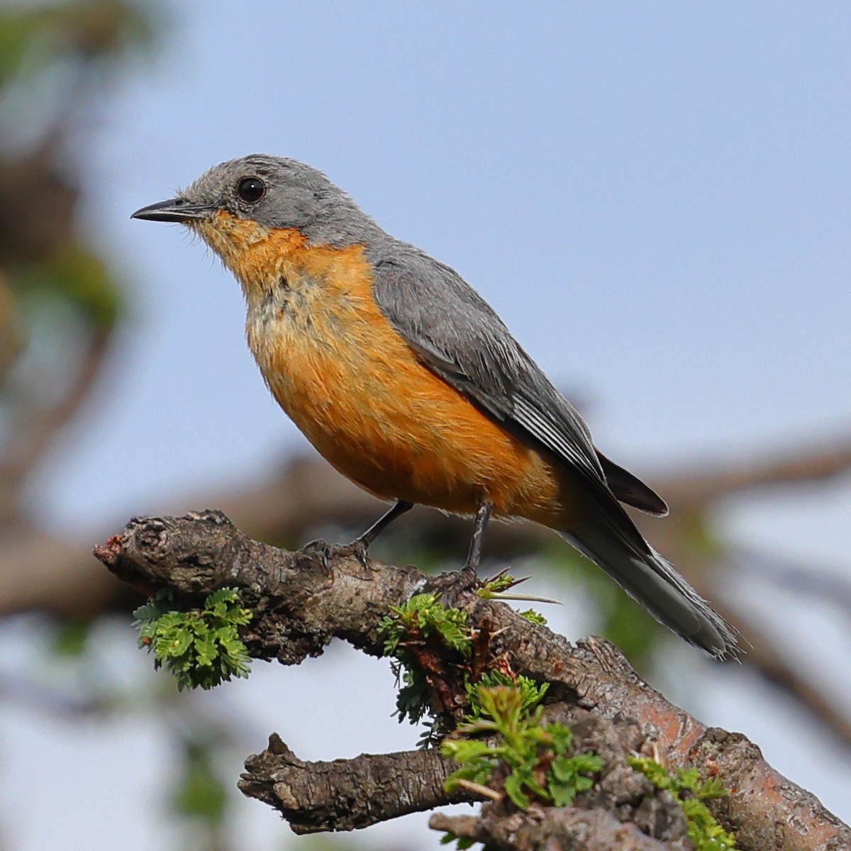 Silverbird - ML647502788