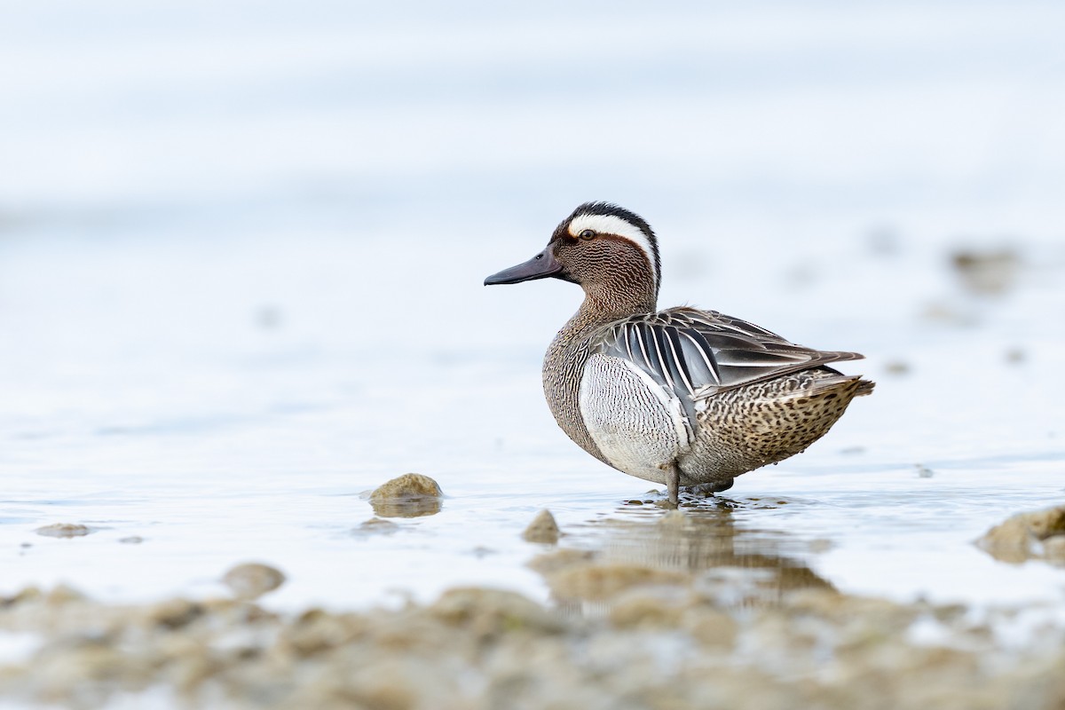 Garganey - ML647502790