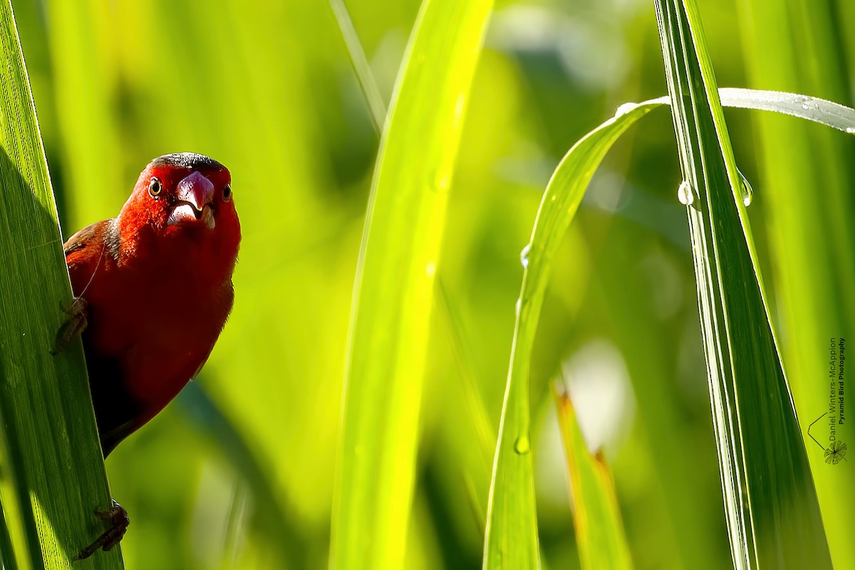 Crimson Finch (Black-bellied) - ML647502791