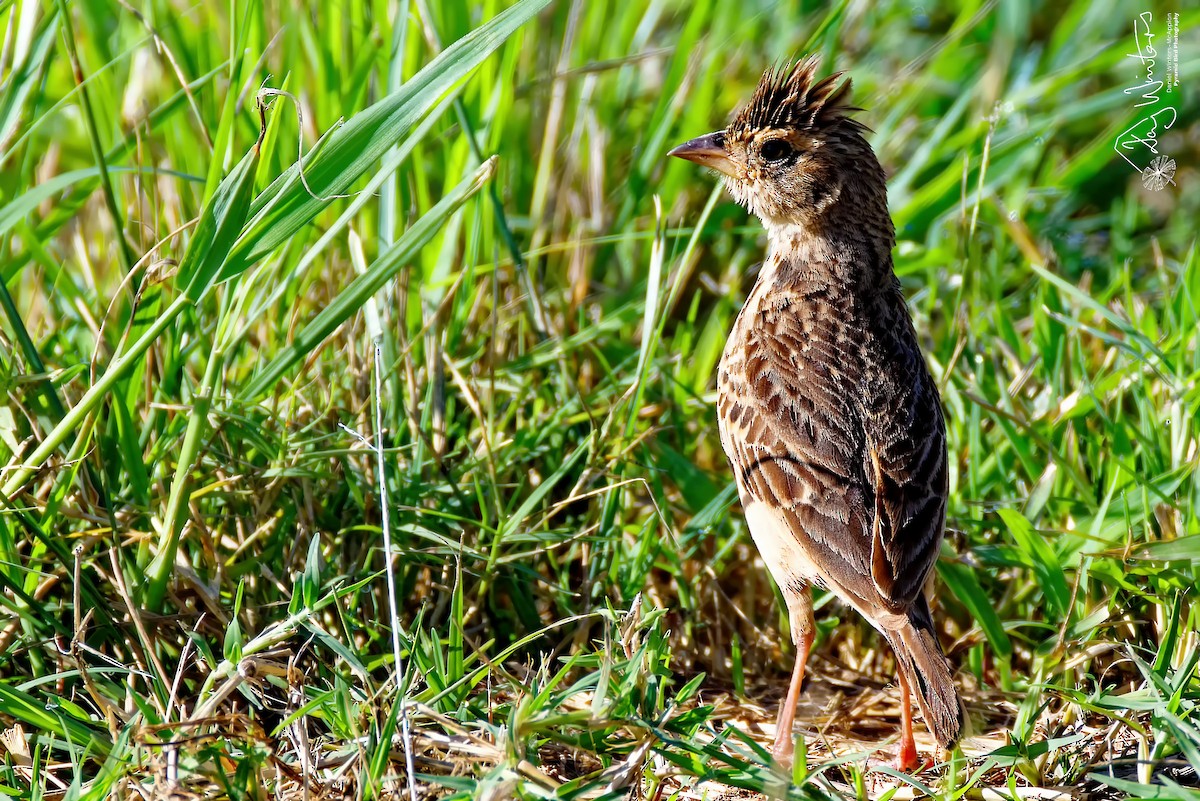 Singing Bushlark - ML647502792