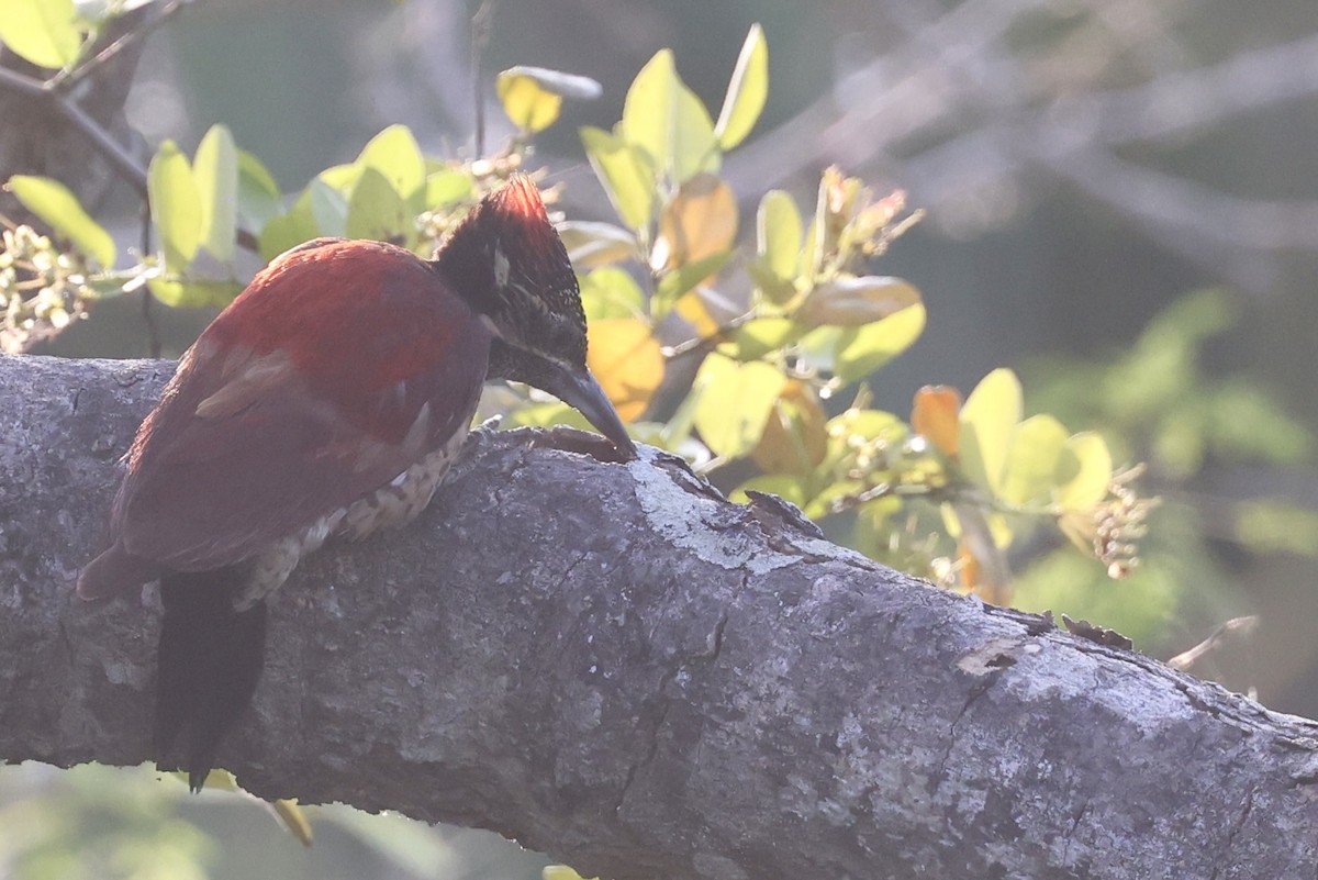 Red-backed Flameback - ML647502793