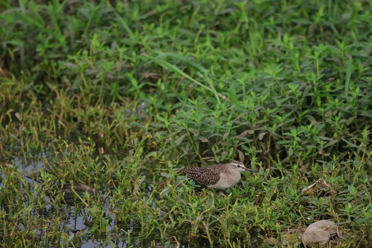 Wood Sandpiper - ML647502794