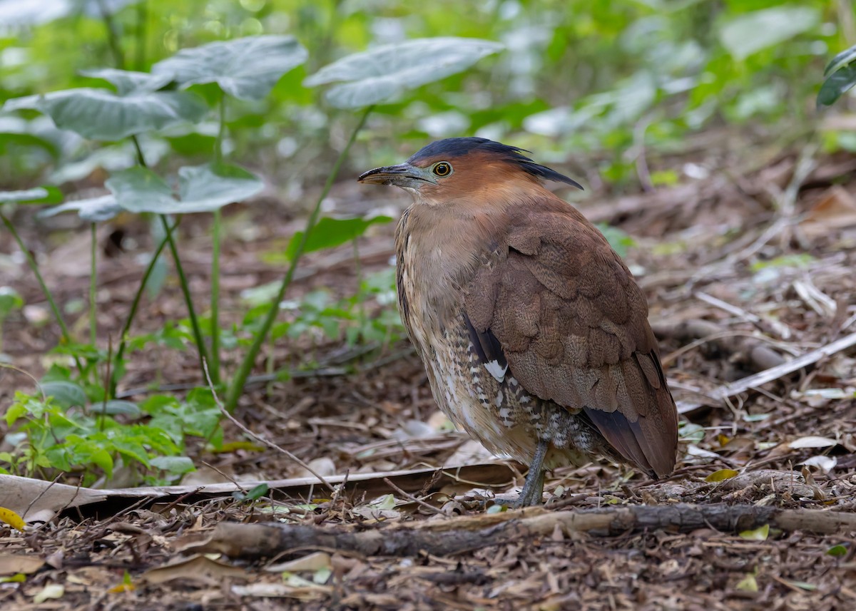 Malayan Night Heron - ML647502796