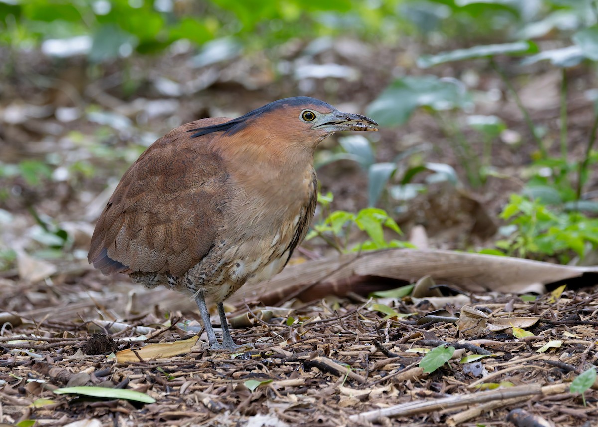 Malayan Night Heron - ML647502797