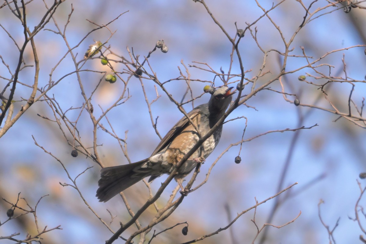 Brown-eared Bulbul - ML647502798