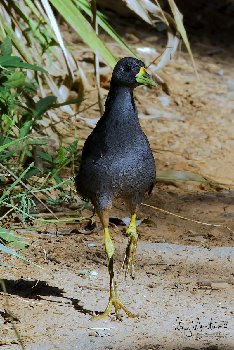 Pale-vented Bush-hen - ML647502799