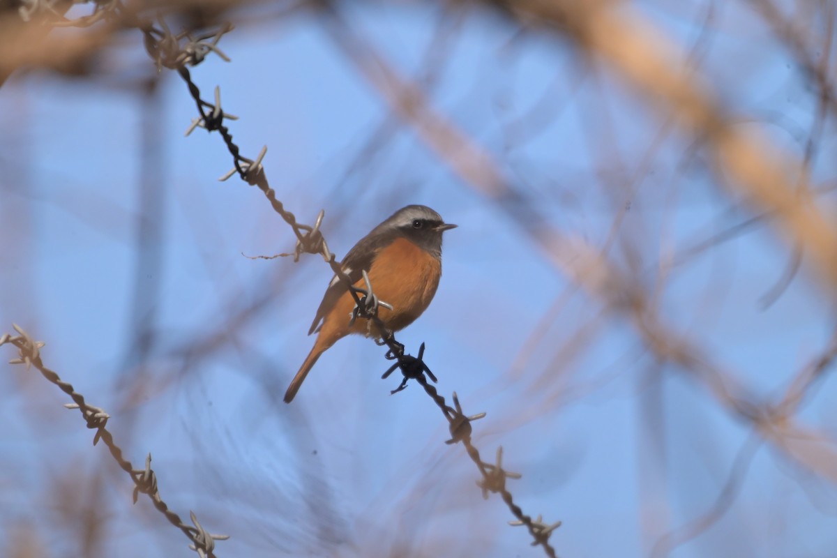 Daurian Redstart - ML647502800