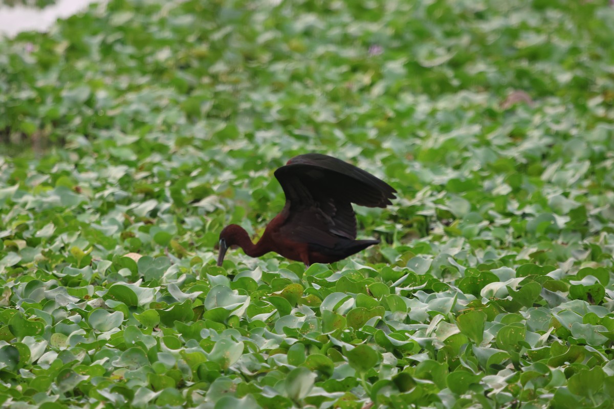 Glossy Ibis - ML647502802