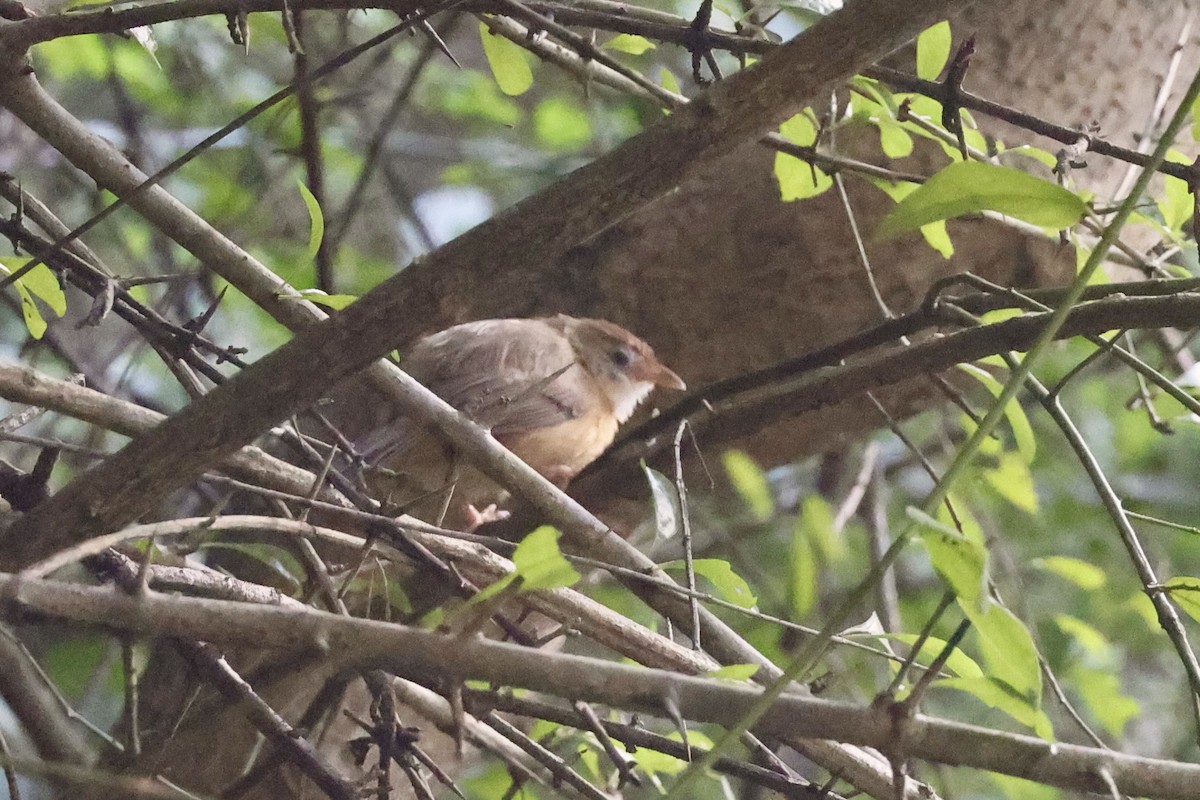 Tawny-bellied Babbler - ML647502804